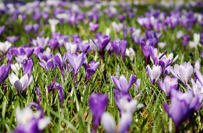 I BULBI, PRESAGI DI PRIMAVERA