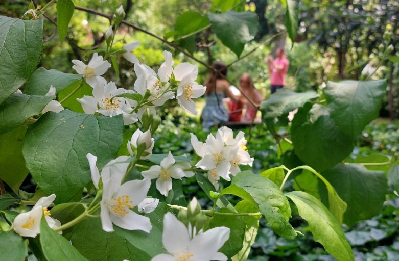 Piante che proteggono dai parassiti: alleate verdi per un giardino sano