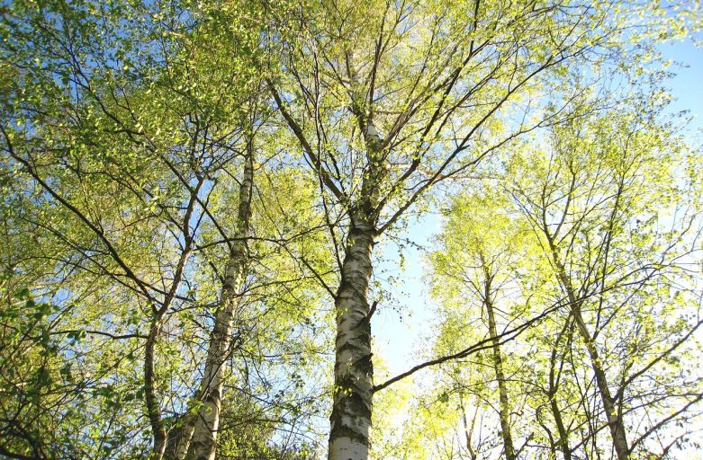 Immersi nel Verde: i benefici della Terapia Forestale