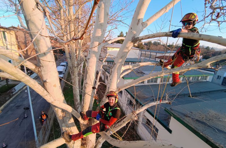 Alberi urbani, come conoscerli e gestirli