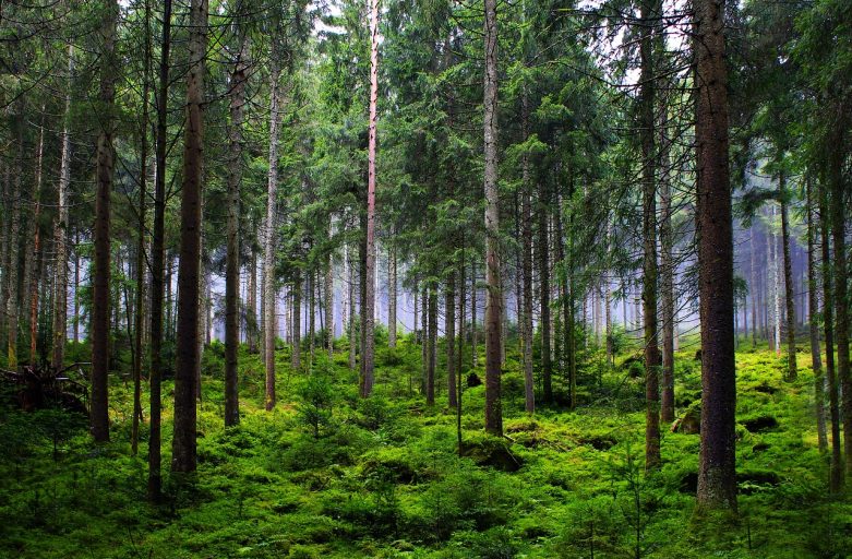Bagno di Foresta o Terapia Forestale?