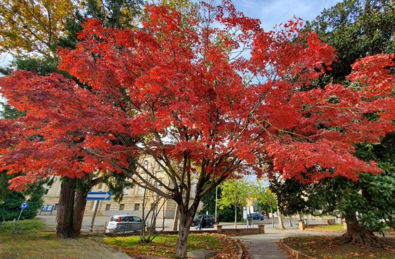 Alberi in Giardino: Amore e Competenza per i Nostri Amici Verdi