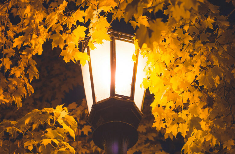 Quando la notte è troppo luminosa: l’effetto della luce artificiale su alberi e arbusti